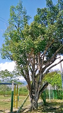 Forma de vida del ficus benjamina