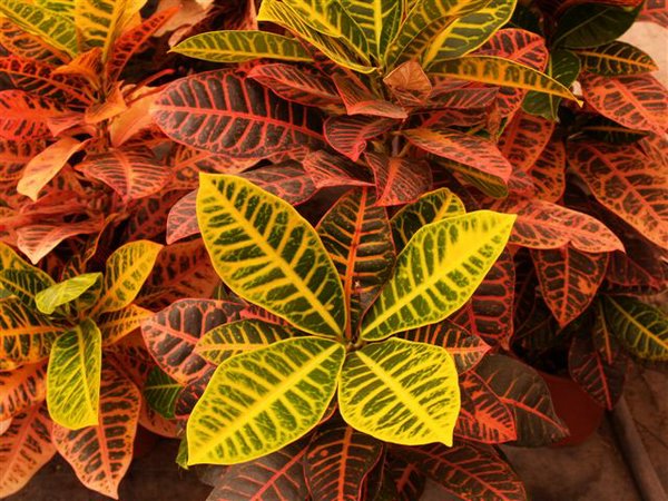 Cuidado de los croton