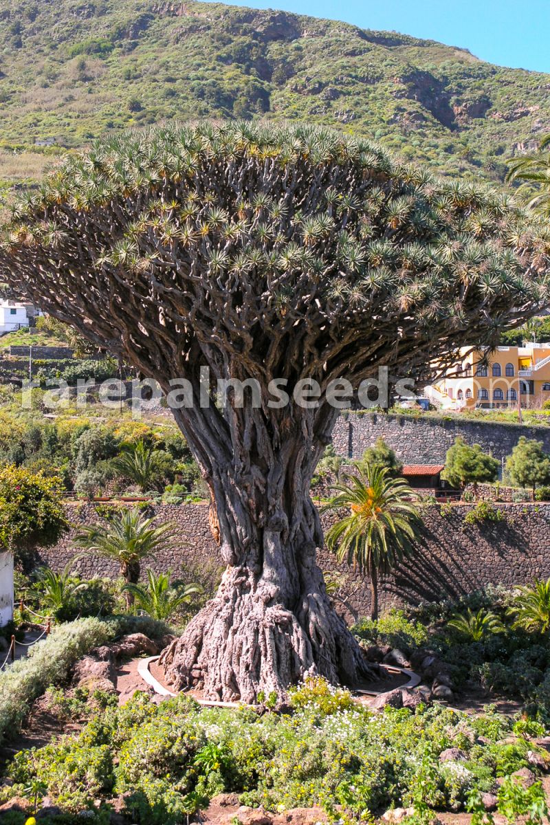 Dracena drago usoa