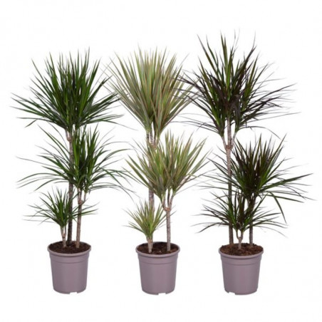 Dracena marginata perenne