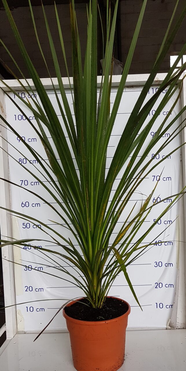 Dracena cordyline crecimiento