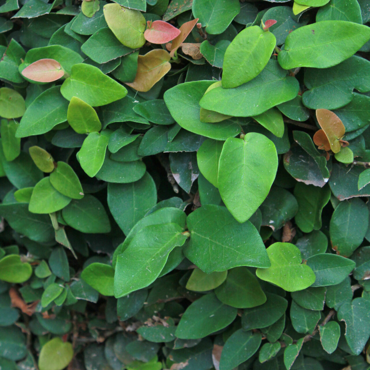Ficus pumila sin hojas