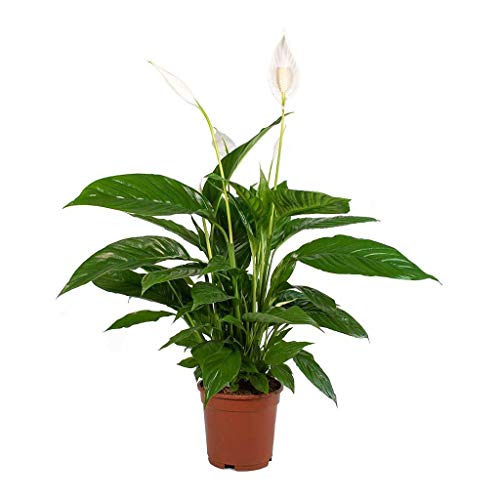 Espatifilo flores pequeñas