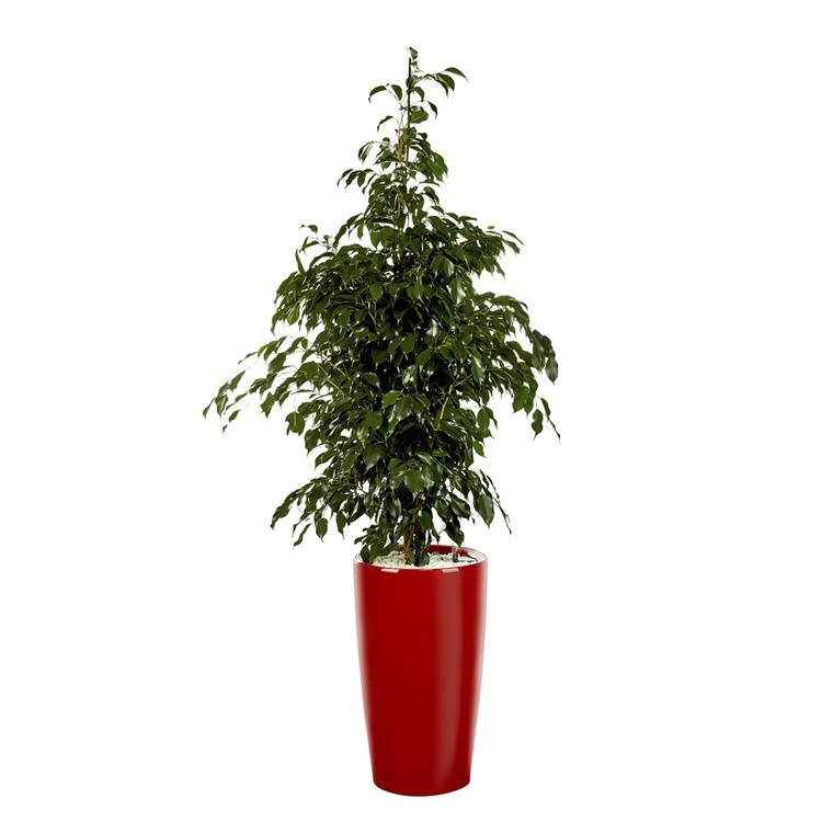 Diferencia entre ficus benjamina y ficus danielle
