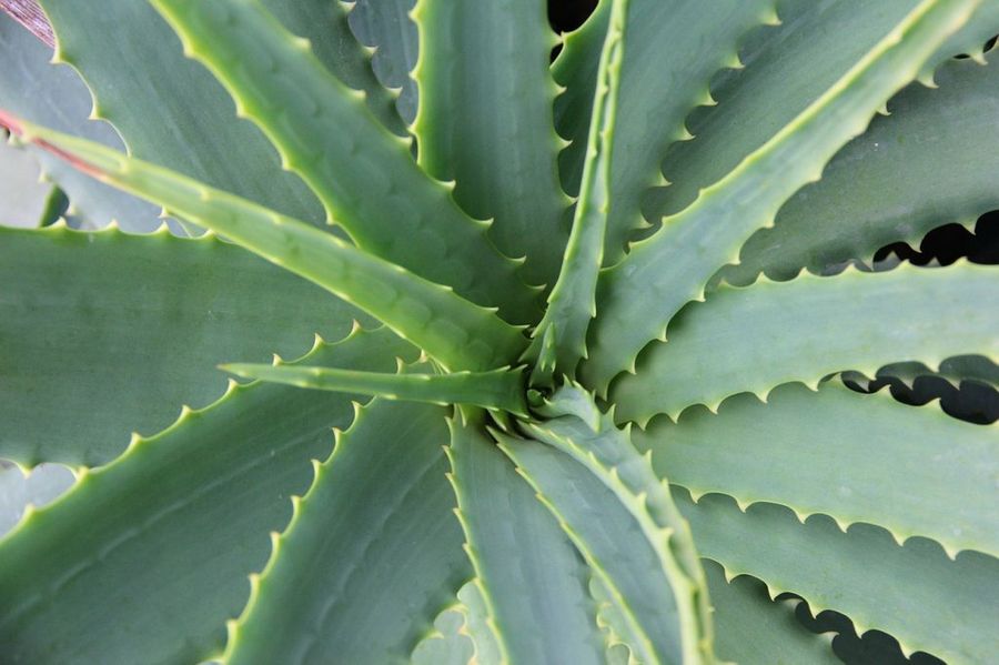 El aloe vera es bueno para la caida del cabello