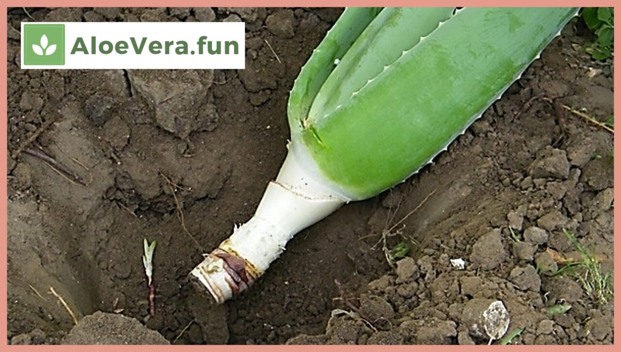 En que fecha se corta el aloe vera