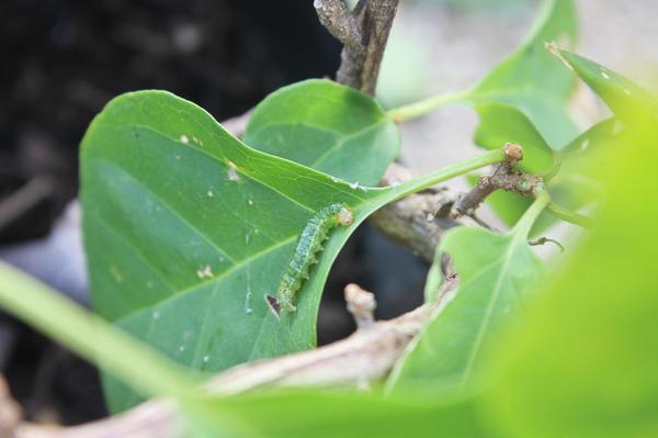 Ficus benjamina ficha infojardin