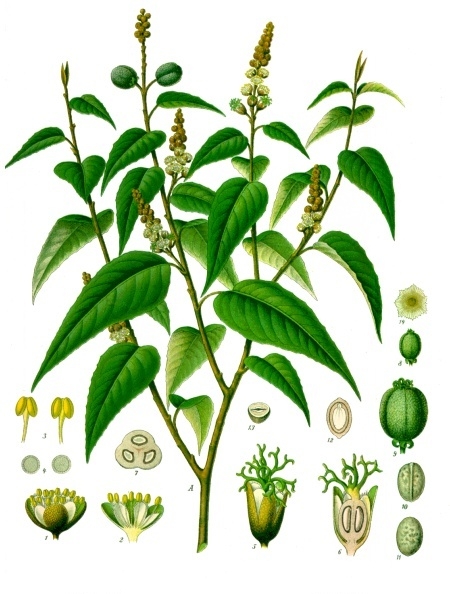 Caracteristicas de croton
