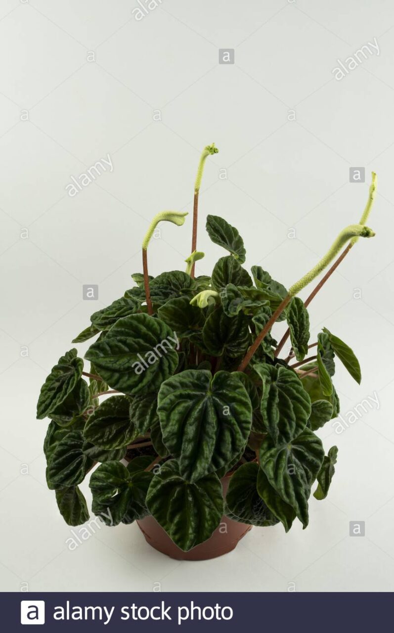 Peperomia clasificación inferior