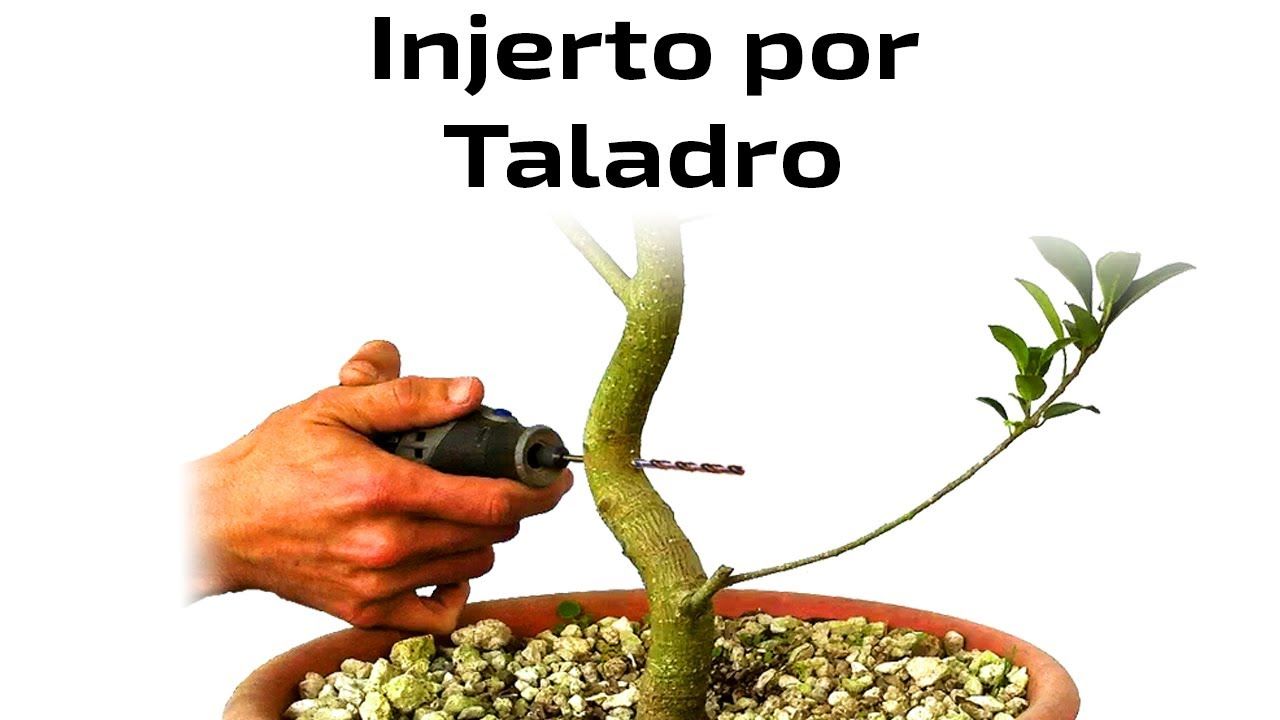Injertar ficus benjamina