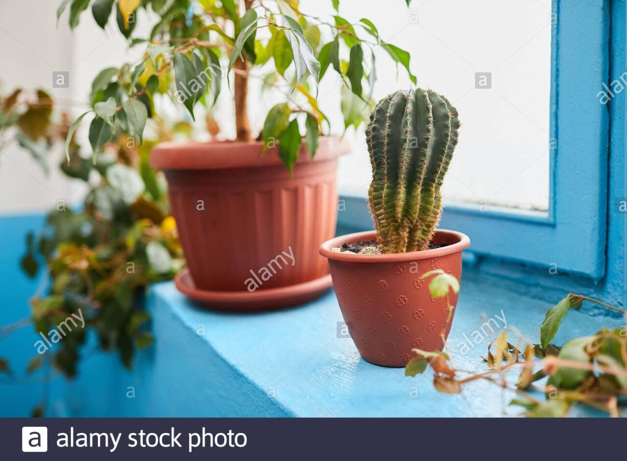 Dibujos de ficus benjamina
