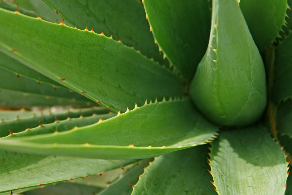 Como recuperar una planta de aloe vera