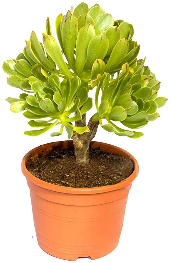 Dracena no aguanta peso