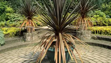 Dracena deremensis reproducción