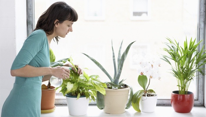 Dracena compacta con puntas secas
