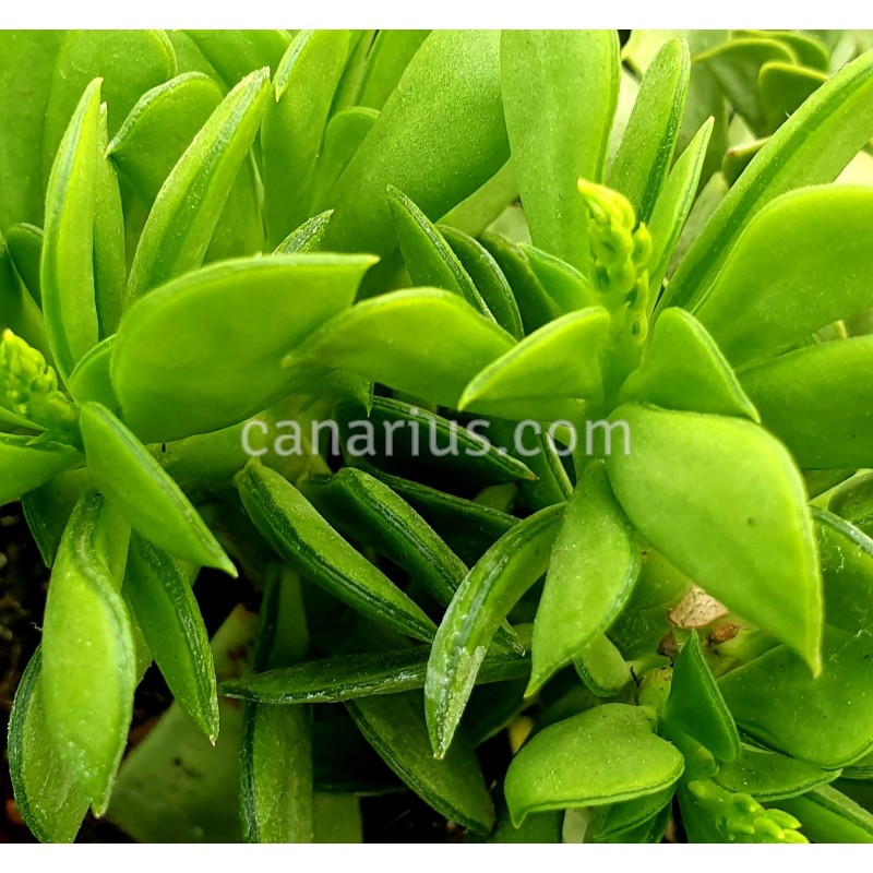 Peperomia dolabriformis cuidados
