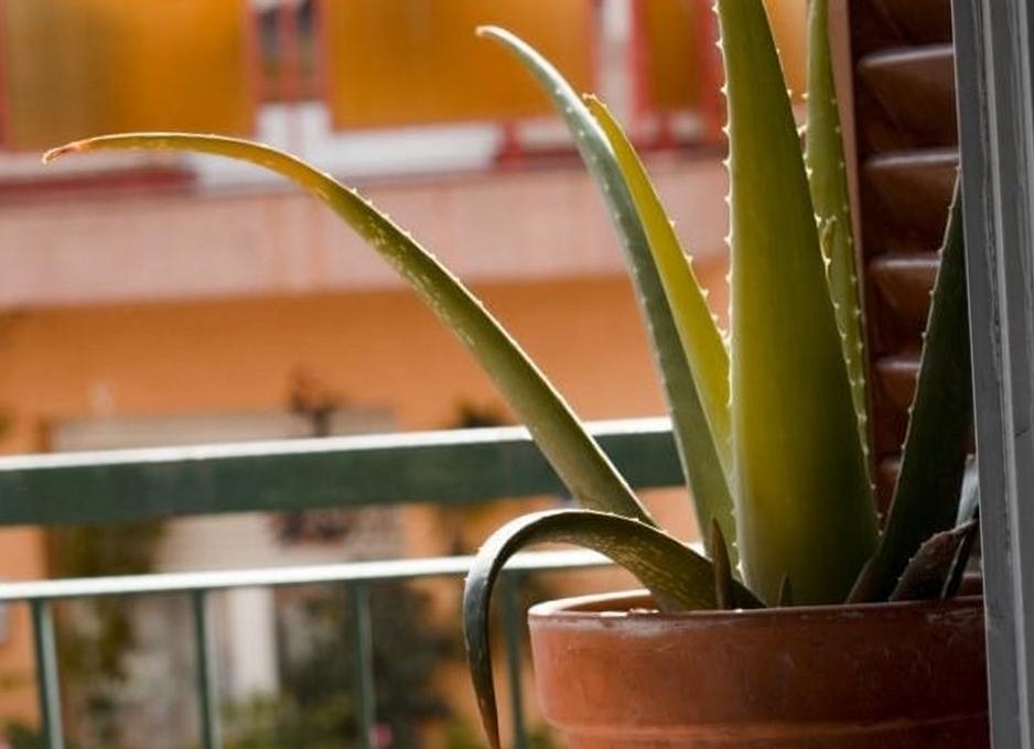 Como transplantar el aloe vera