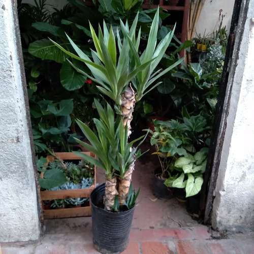 Palo de yuca