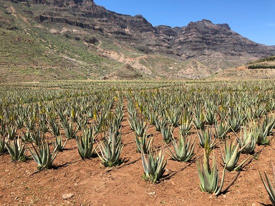 Aloe vera gran canaria