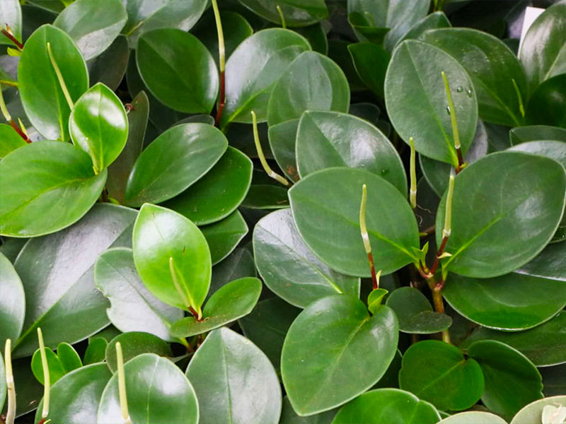 Planta peperomia cuchara