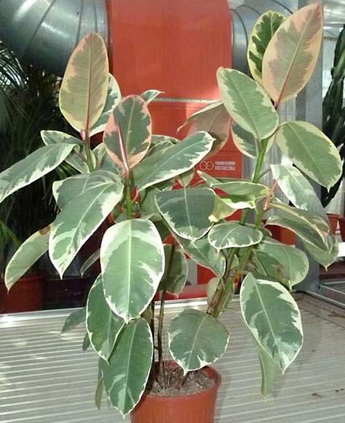 Araña blanca en ficus benjamina