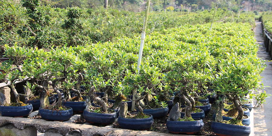 Hace falta regar mucho el ficus benjamina