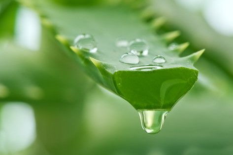 Como preparar jabon de aloe vera
