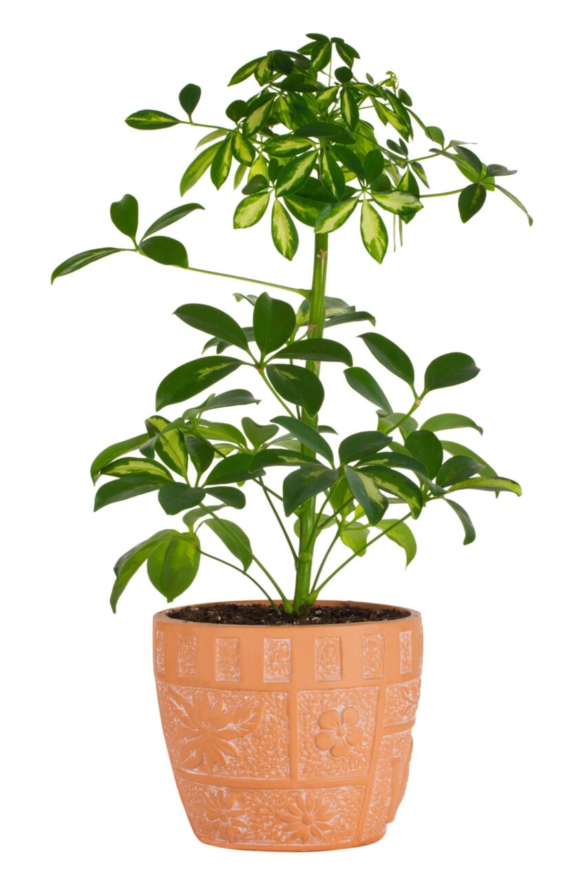 Planta yuca hojas amarillas