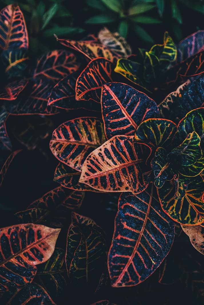 Croton planta tamaño