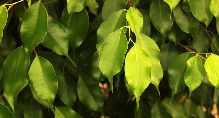 Ficus benjamina sin hojas