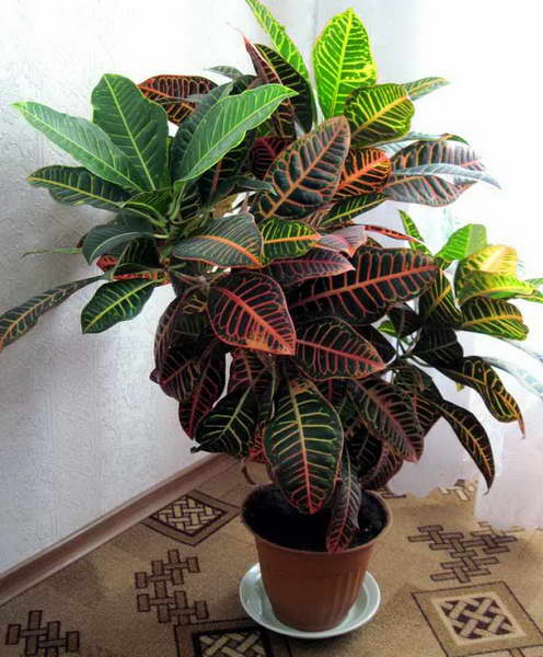 Como cuidar da planta croton