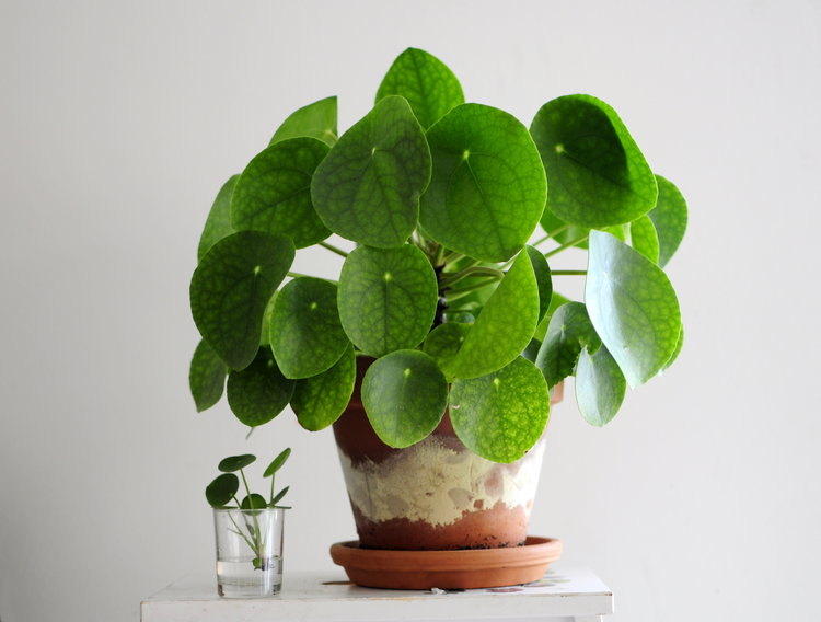 Planta del dinero hojas muy grandes