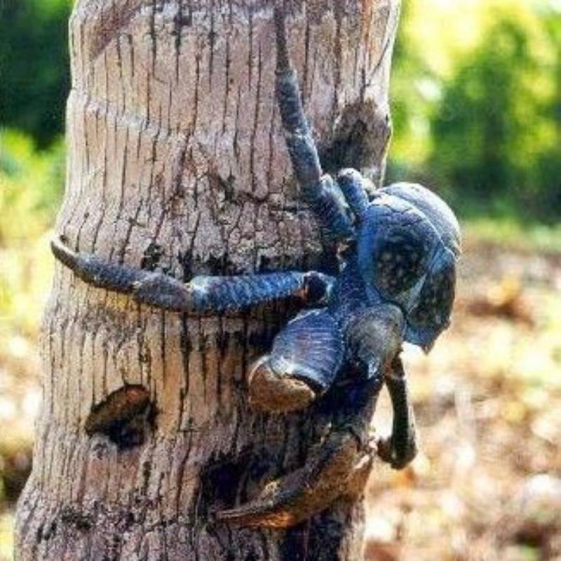 Cangrejo cocotero en mexico
