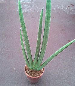 Sanseviera se tumban las hojas