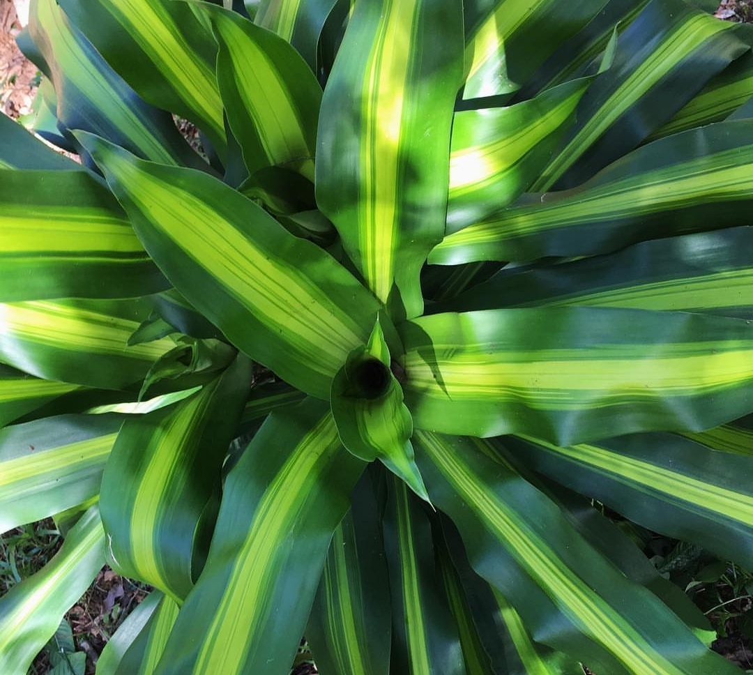 Omo cuidar la dracena