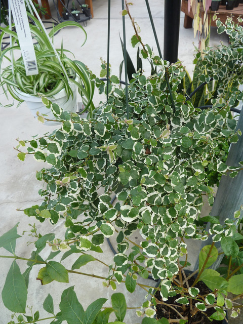 Como se reproduce el ficus pumila