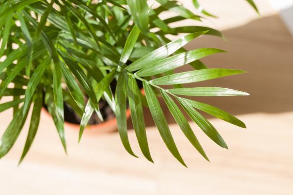 Planta espatifilo desprende oxigeno por la noche