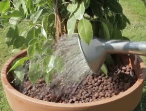 Ficus benjamina para la cocina
