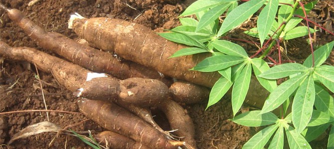 Reproduccion de la yuca