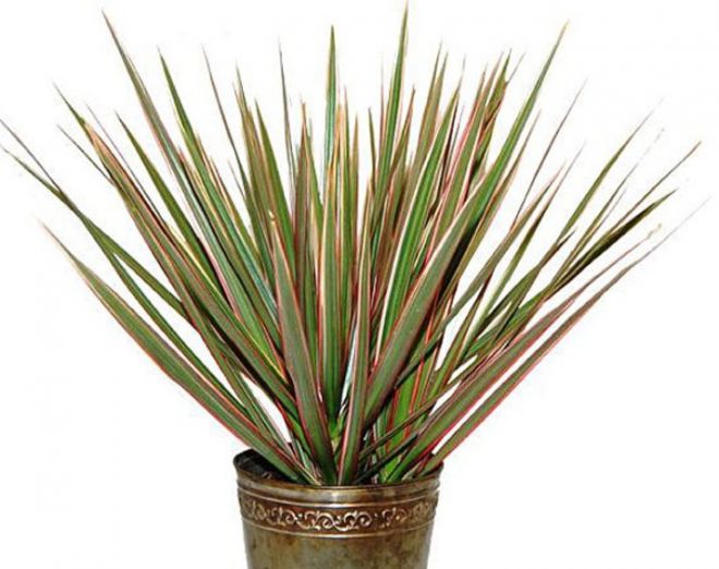 Dracena dorado tamaño