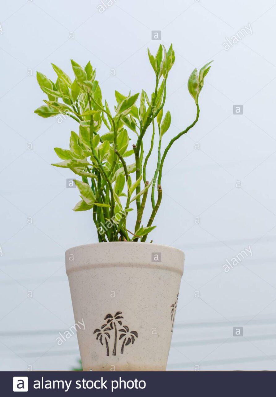Cosas chulas guapas originales que hacer con ficus benjamina plantas