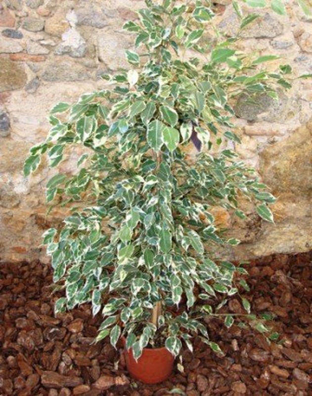 Ficus benjamina hojas manchas rosas