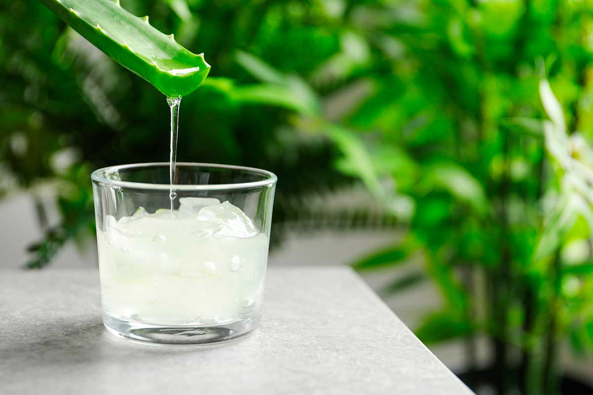 Como tomar aloe vera natural