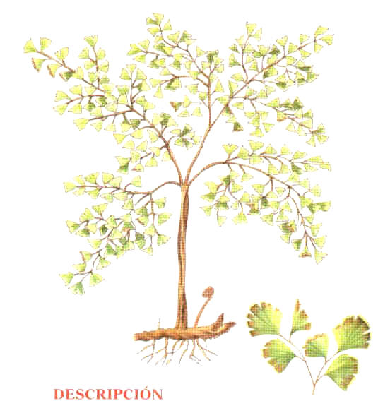 Adiantum capillus-veneris precio de venta