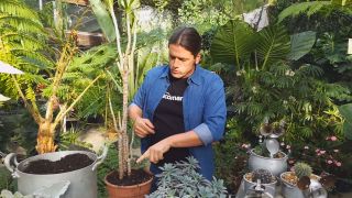 Dracena se secan las hojas