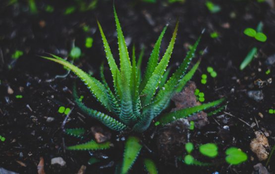Crema regeneradora de piel aloe vera
