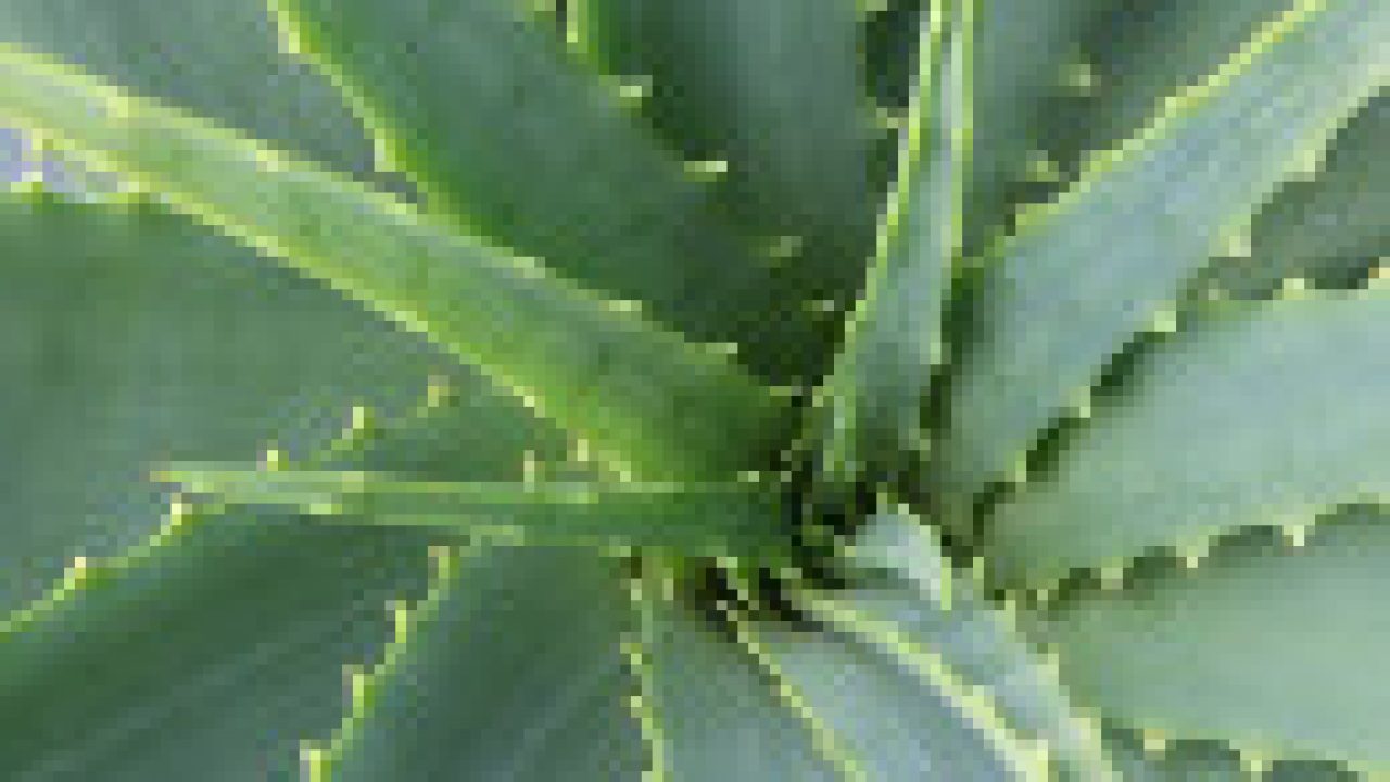 Aloe vera para el cuello