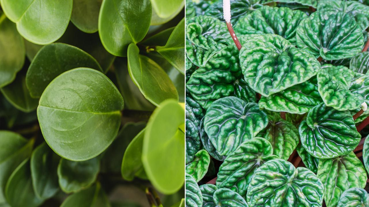 Mi peperomia variegada tiene las hojas deformes