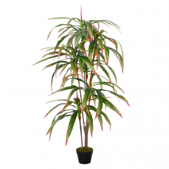Comprar planta yuca grande