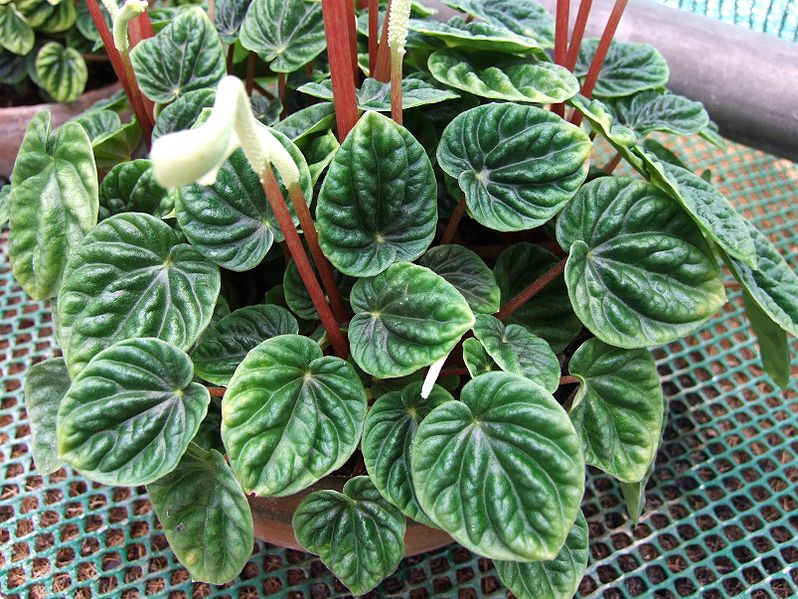 Peperomia hoja redonda